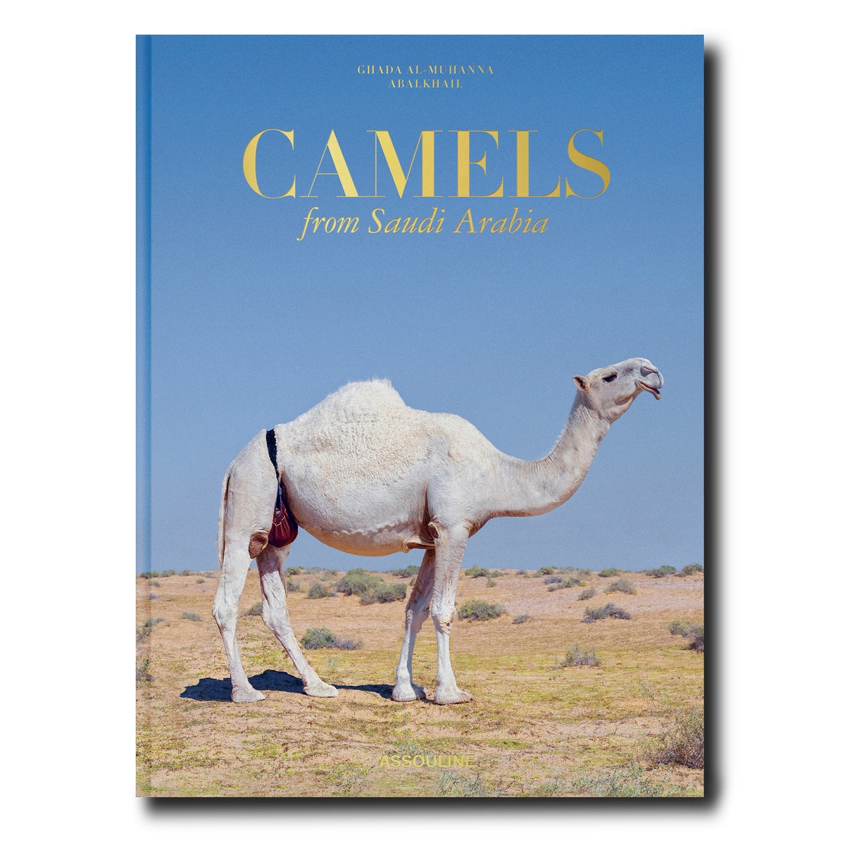 Camels from saudi arabia (classic) 2