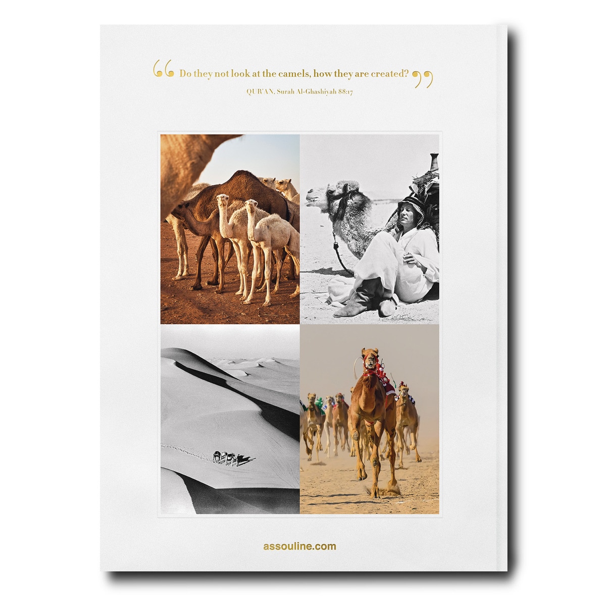 Camels from saudi arabia (classic) 3
