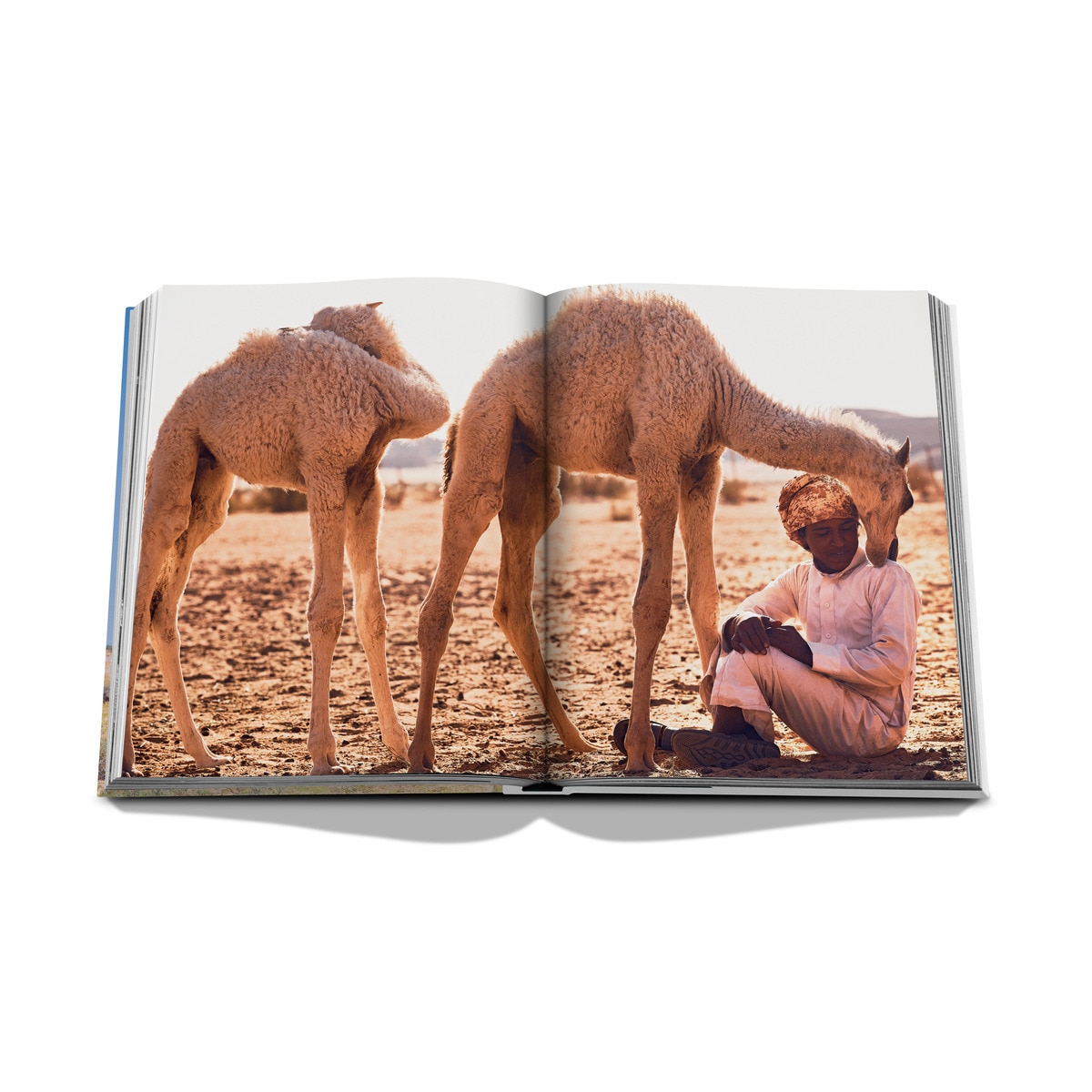 Camels from saudi arabia (classic) 5