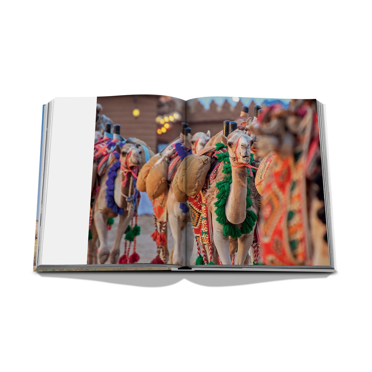 Camels from saudi arabia (classic) 8