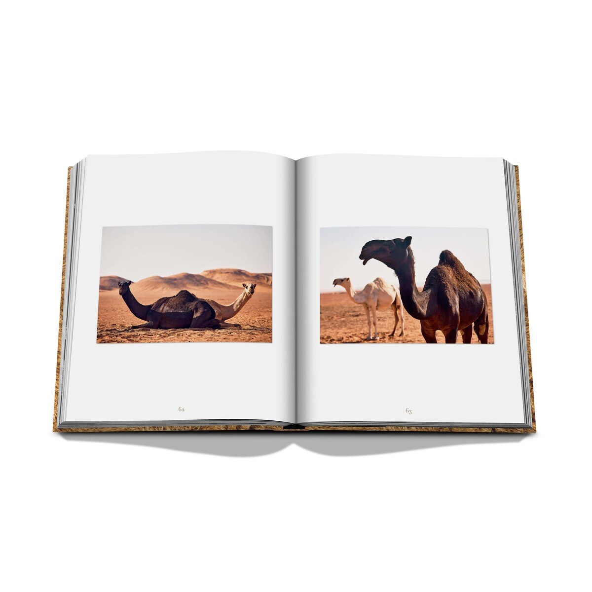 Camels from saudi arabia 14
