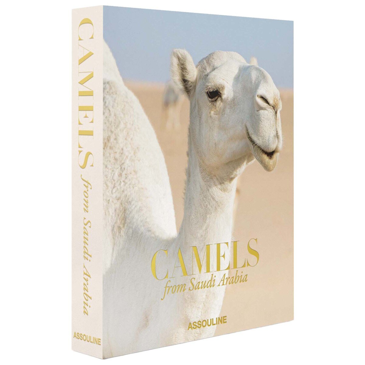 Camels from saudi arabia 1