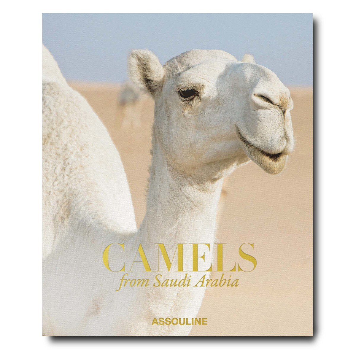 Camels from saudi arabia 2