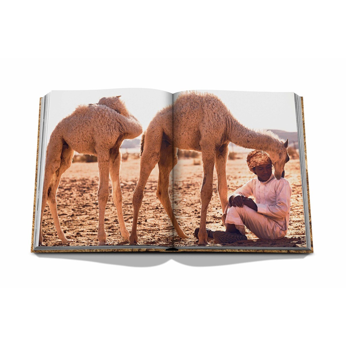 Camels from saudi arabia 5