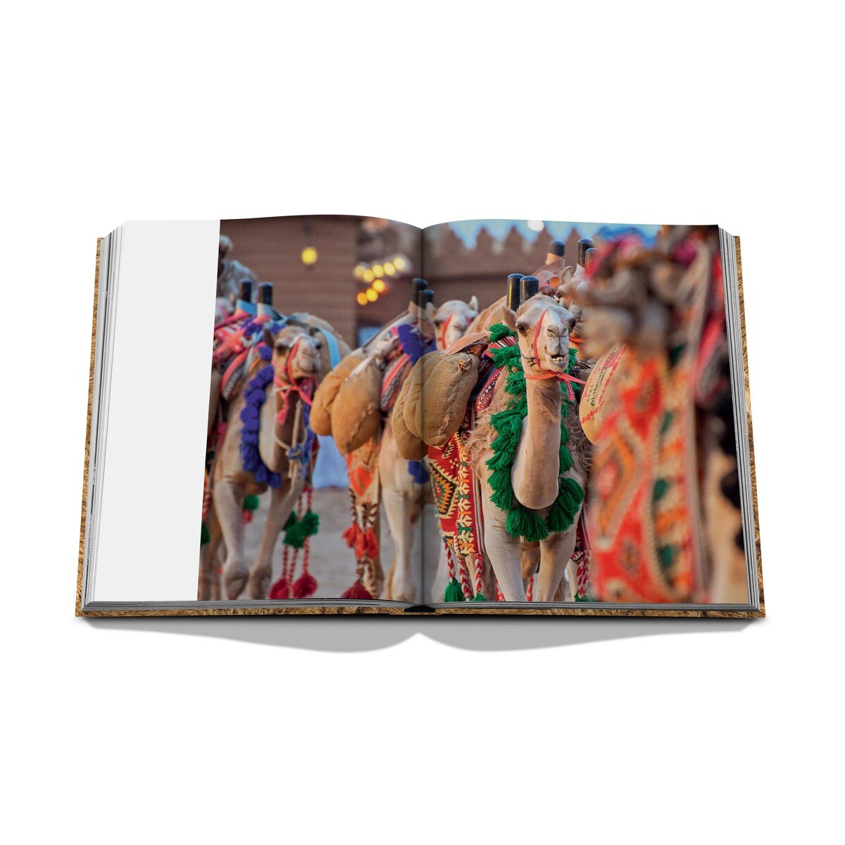 Camels from saudi arabia 8
