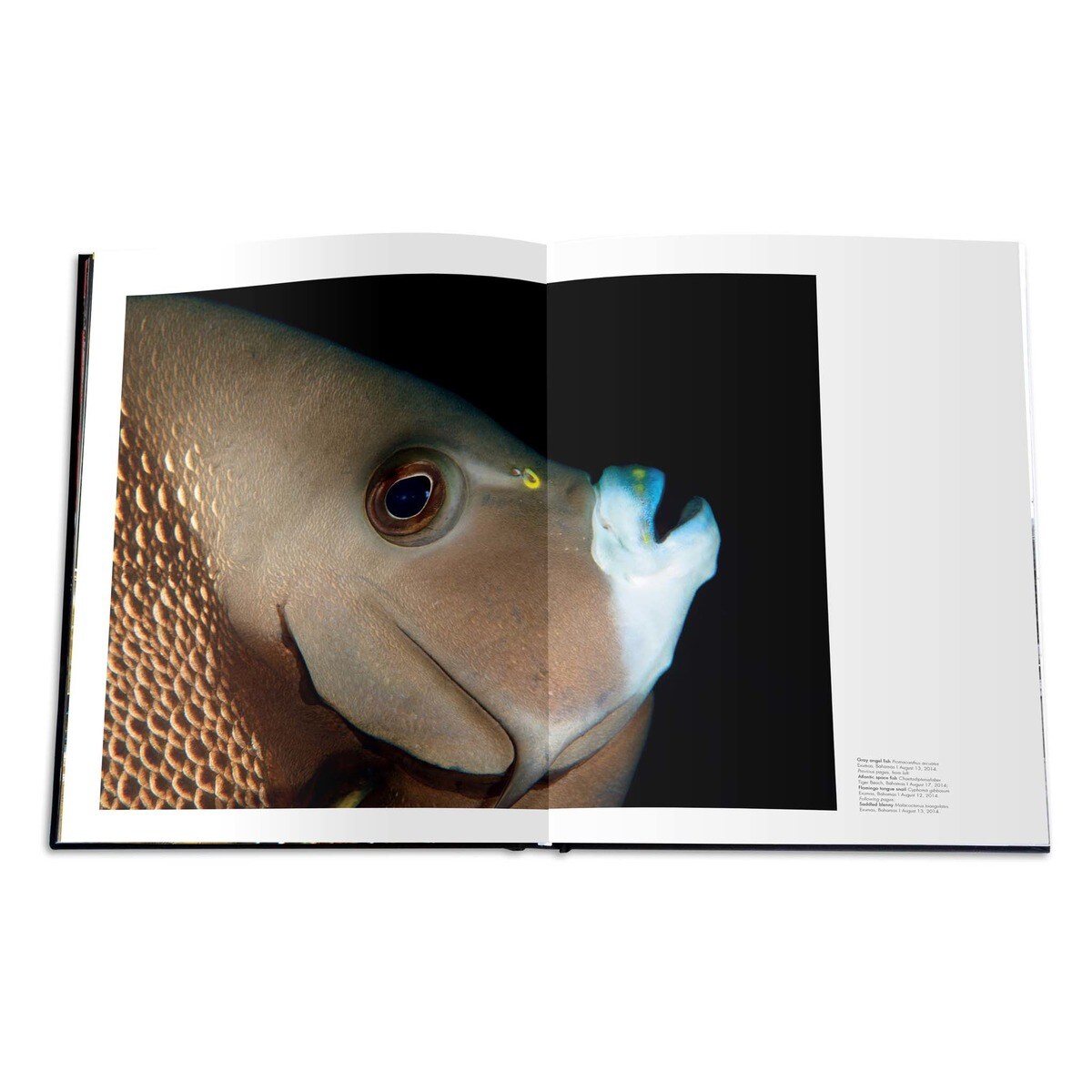 Silent World 10