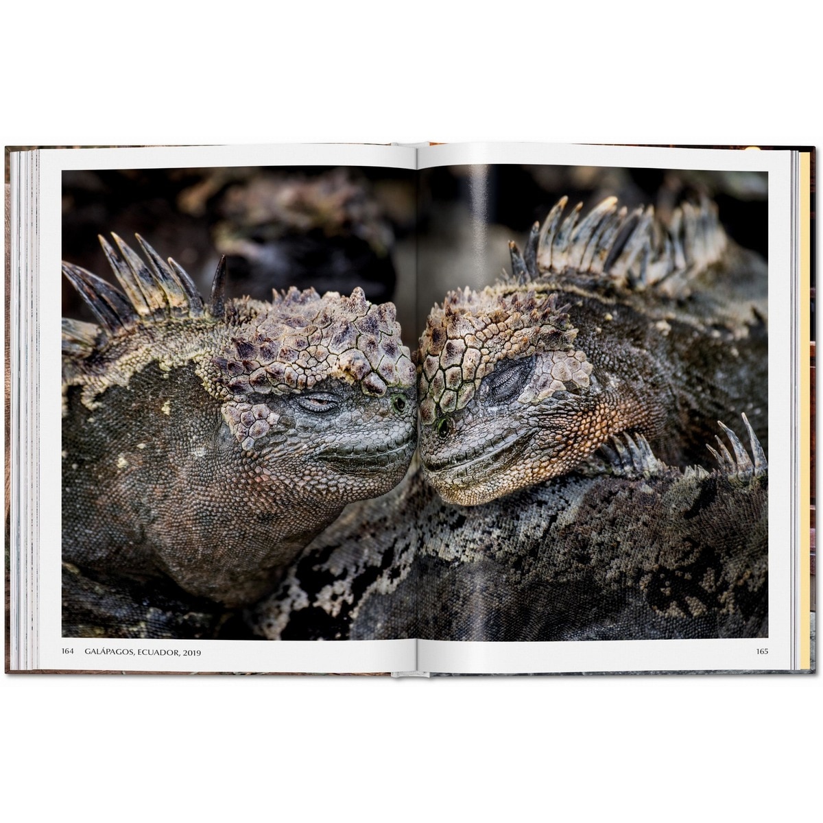 Steve McCurry. Animals (Capa dura) 9