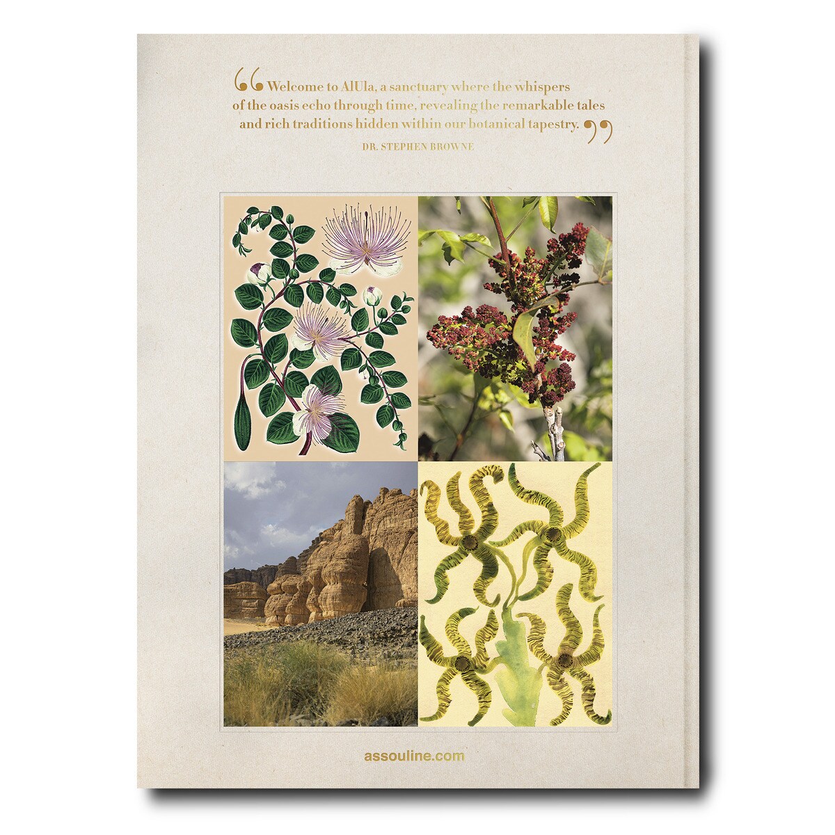 Alula flora (english) 3