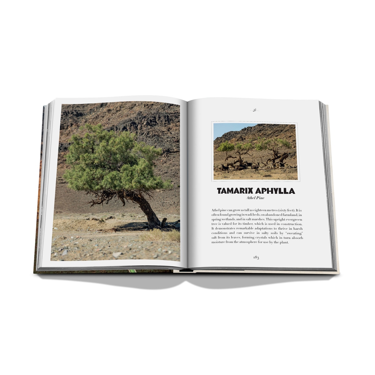 Alula flora (english) 15