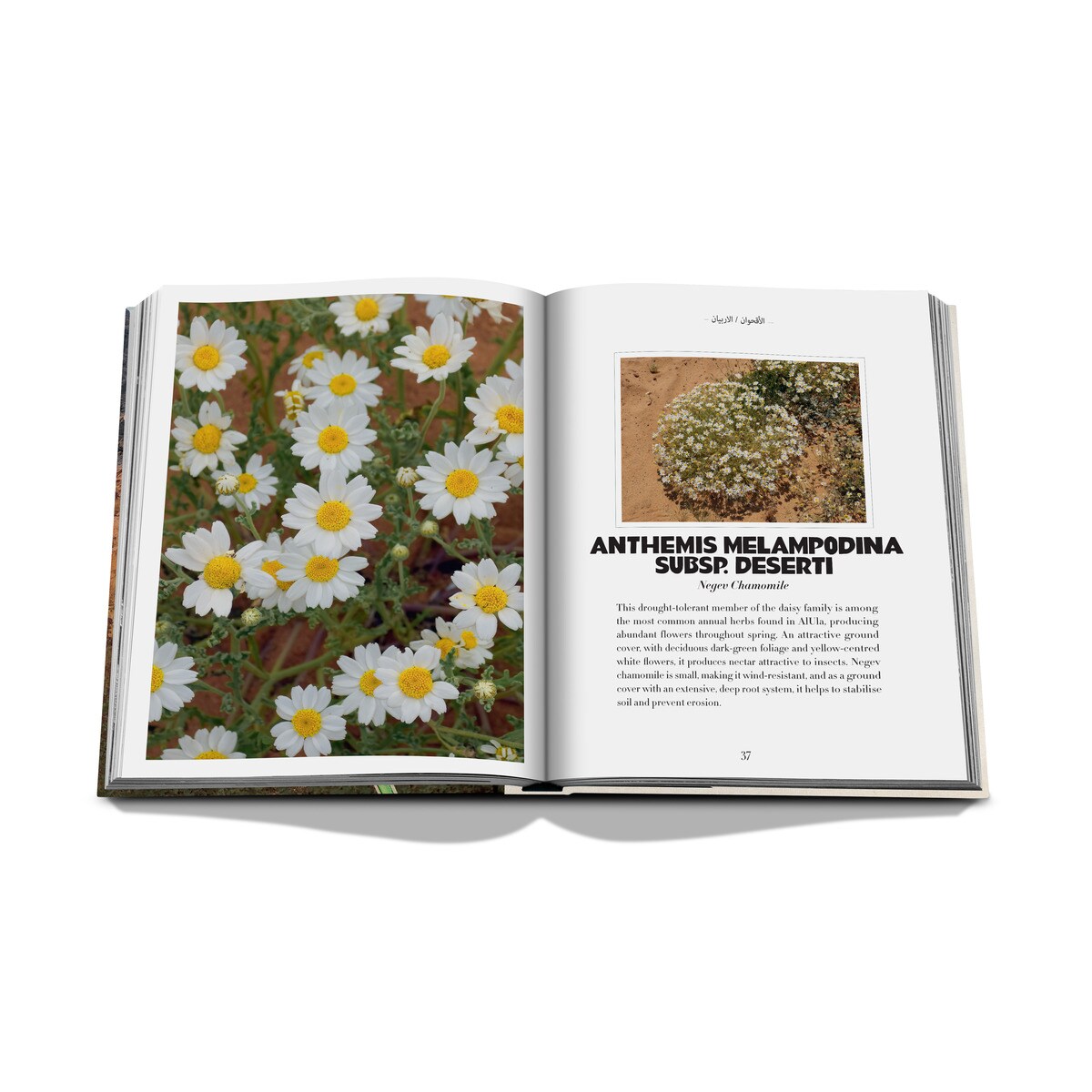 Alula flora (english) 14