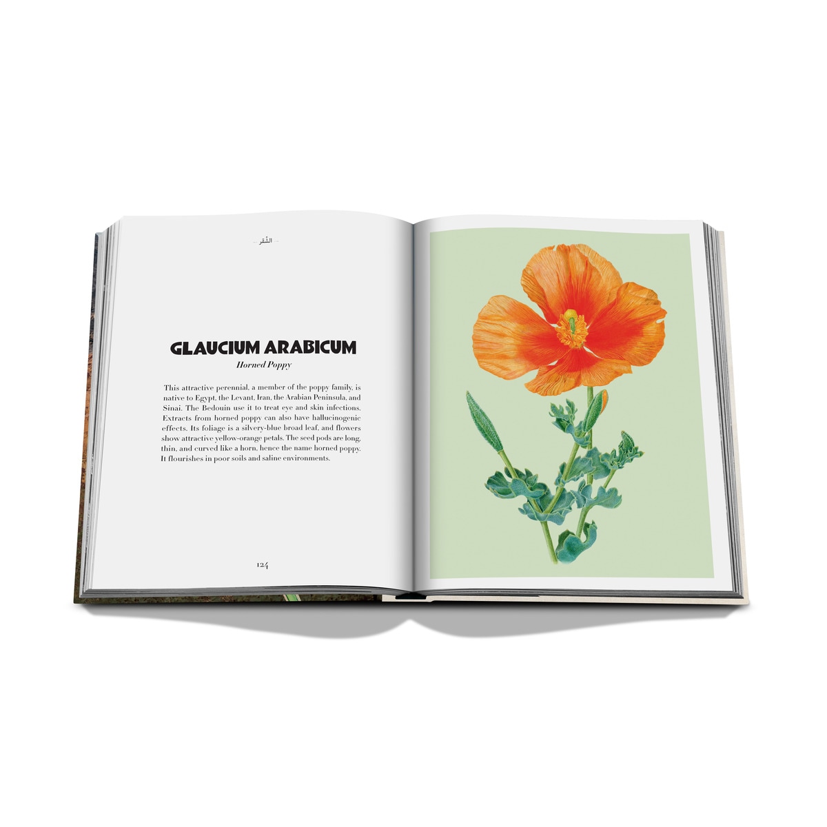Alula flora (english) 9
