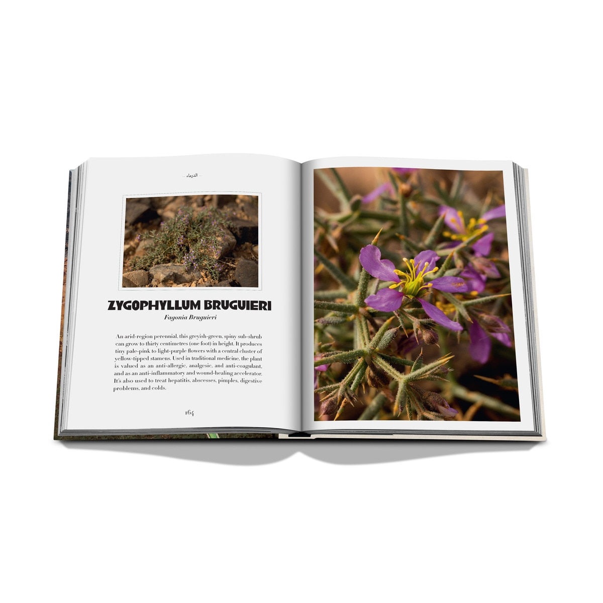 Alula flora (english) 10