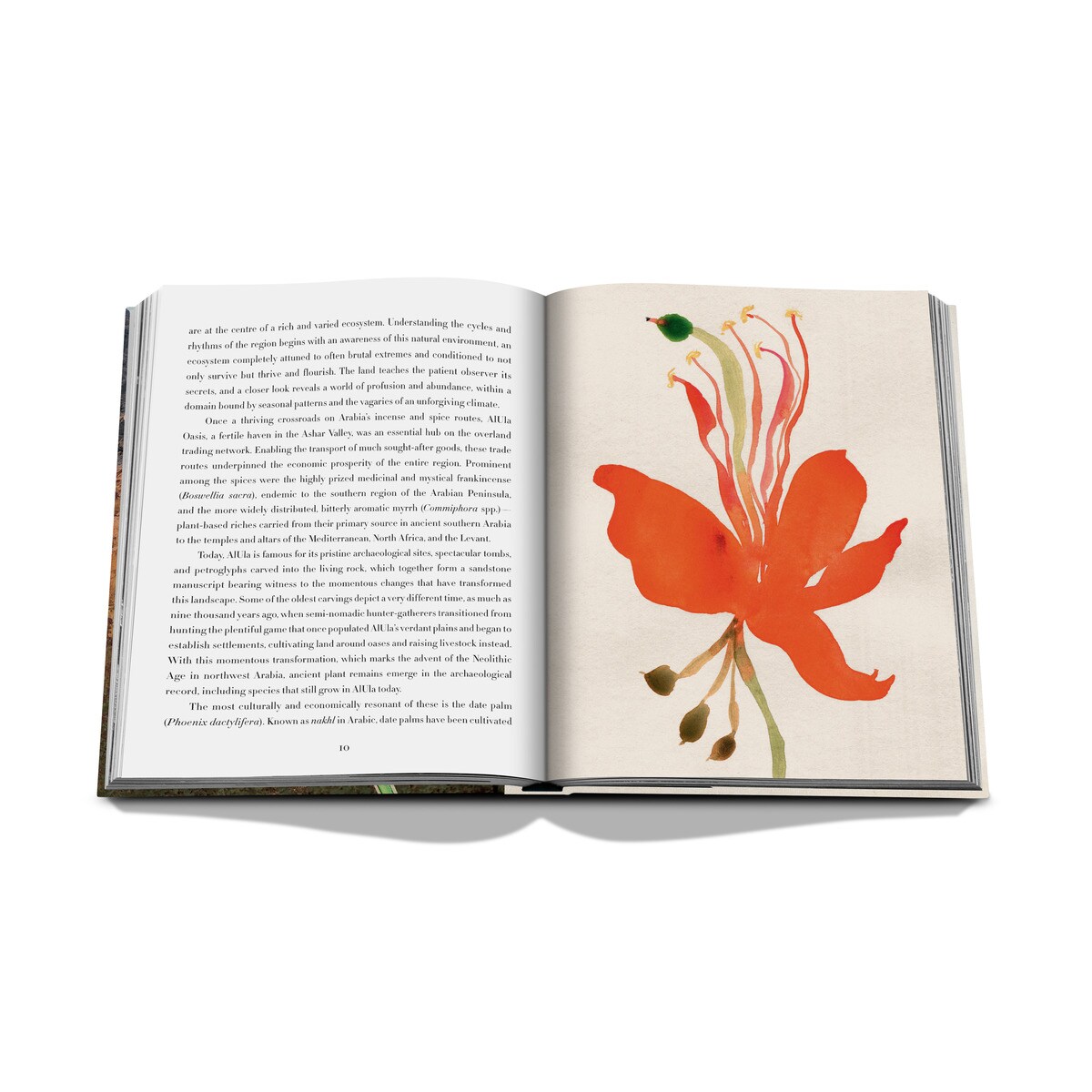 Alula flora (english) 4