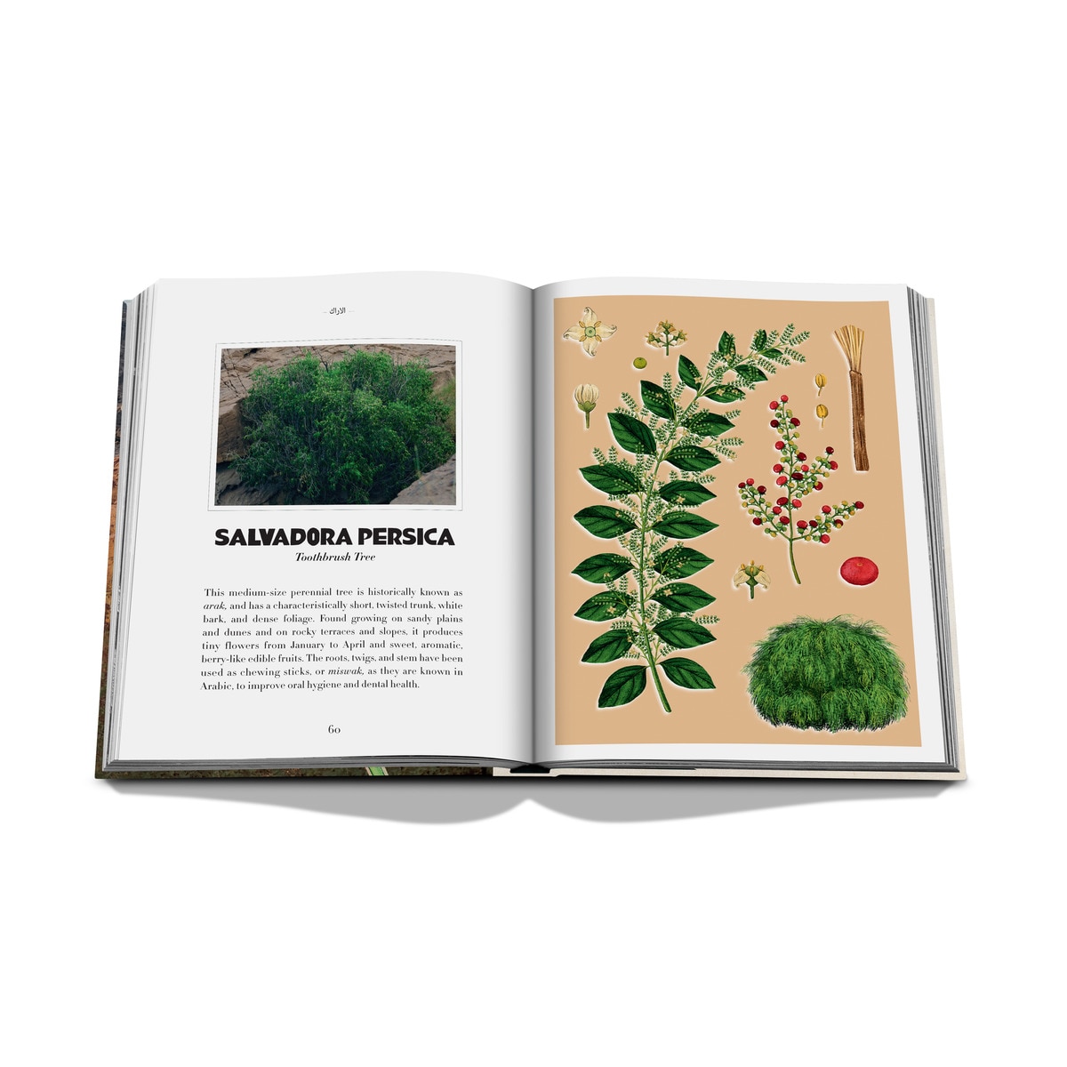 Alula flora (english) 5