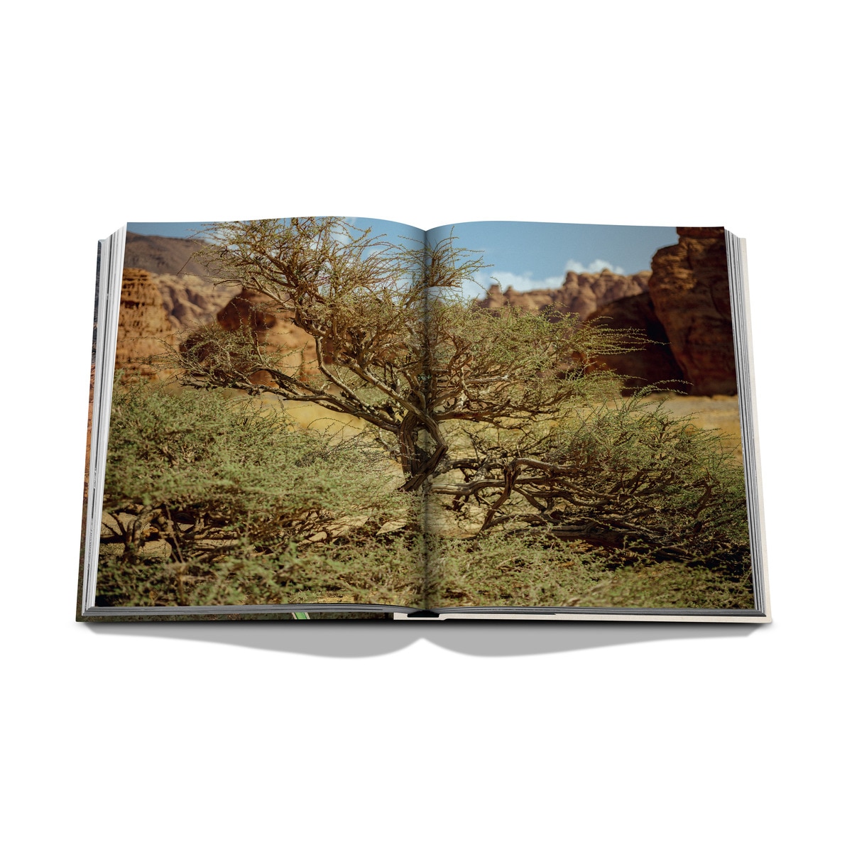 Alula flora (english) 11