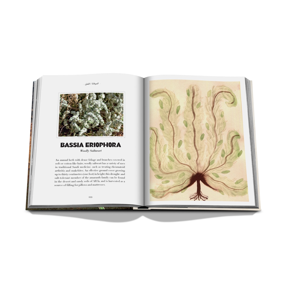 Alula flora (english) 7