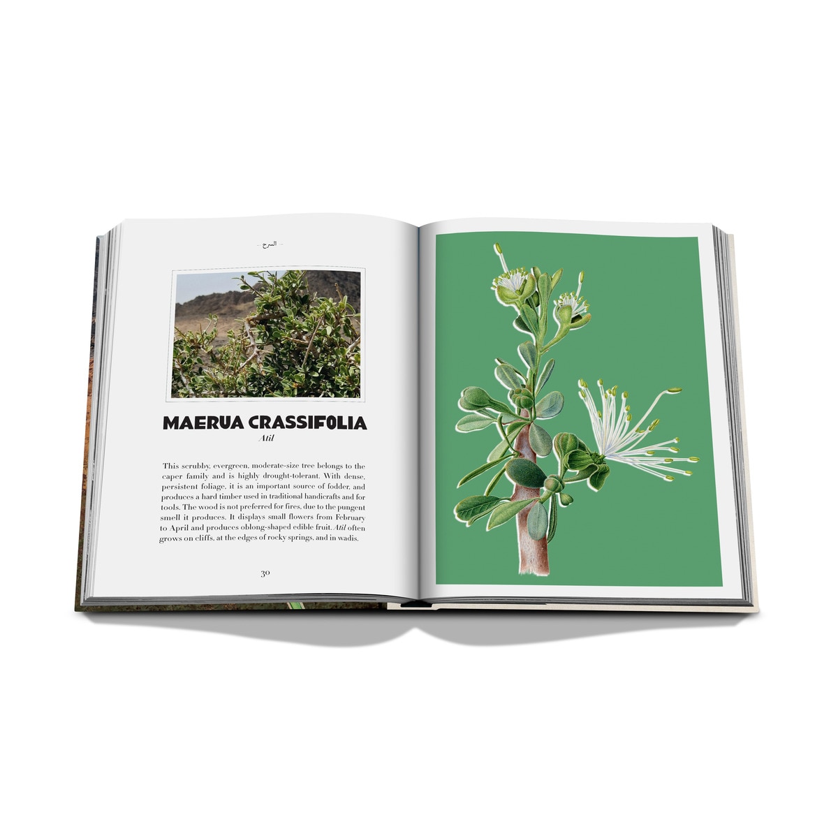 Alula flora (english) 13