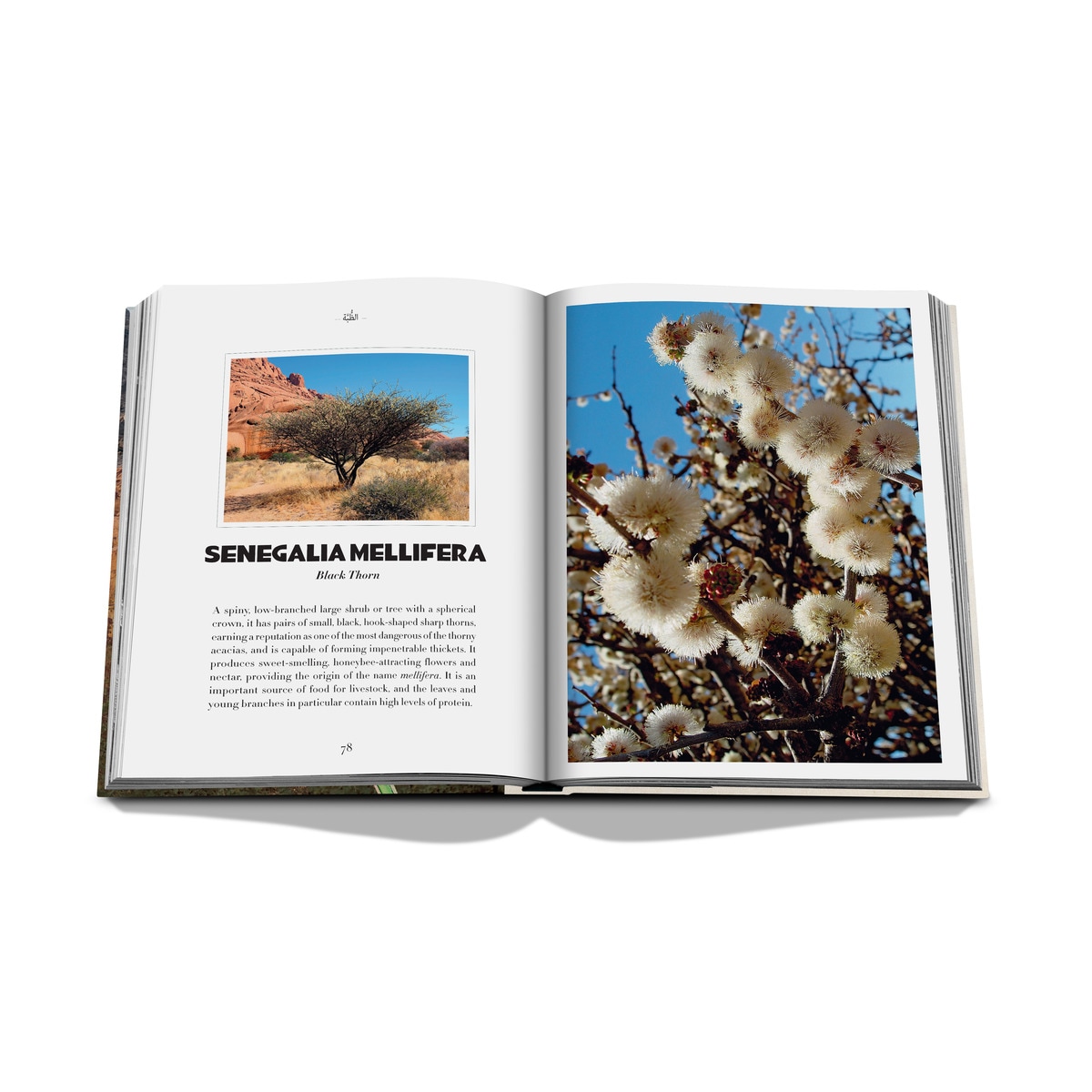 Alula flora (english) 6