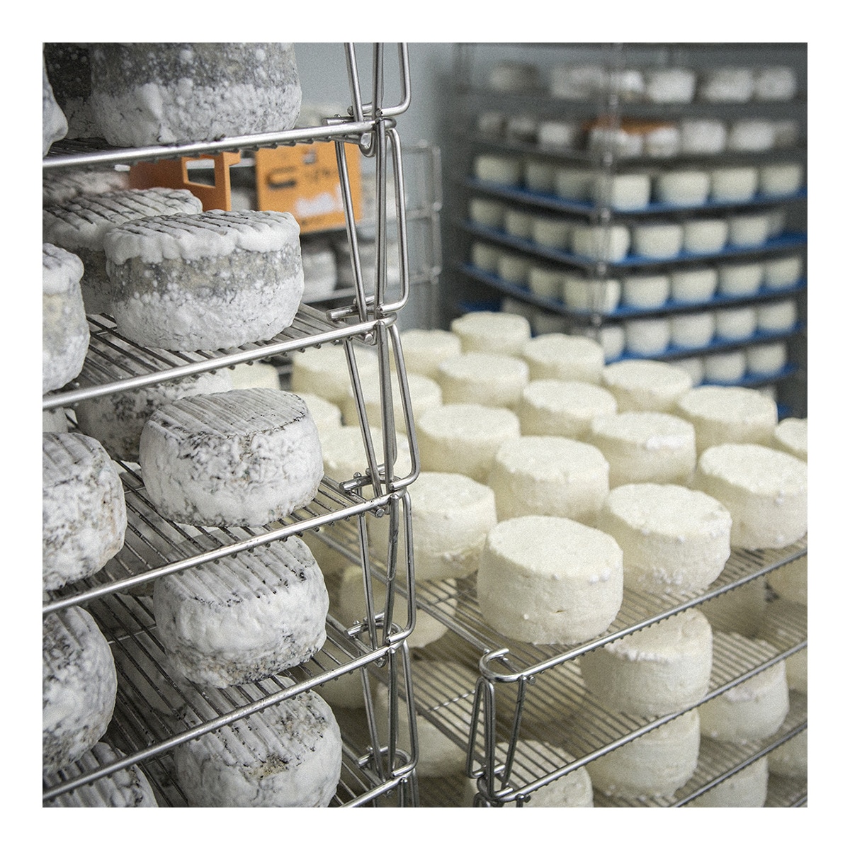 Queso de cabra madurado Carbonero 7