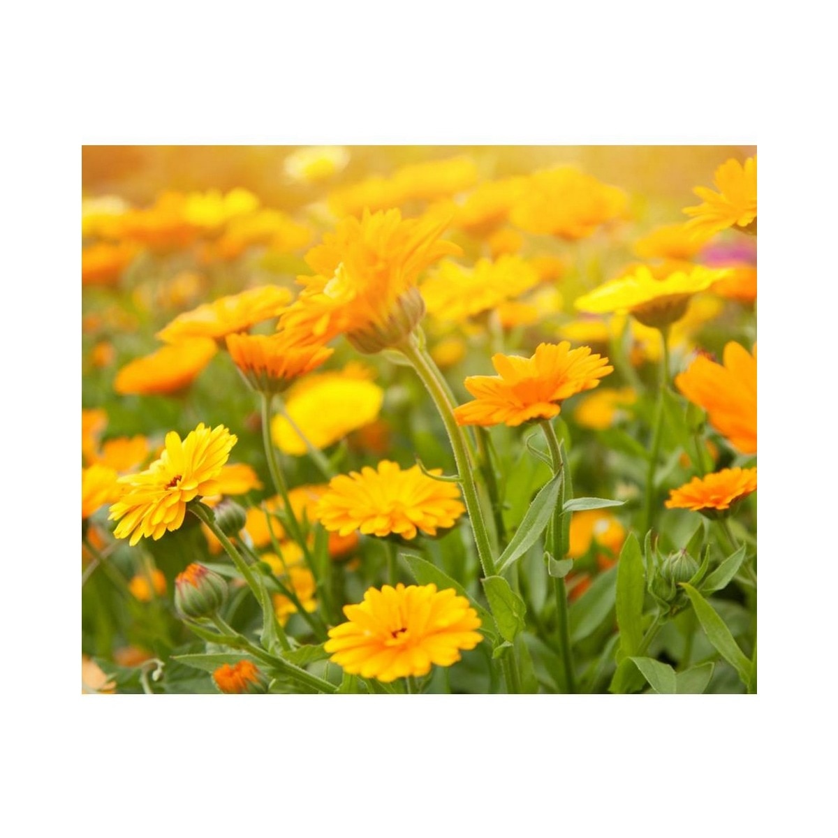 Calendula Deep Cleansing Foaming Face Wash - 230 ml 4