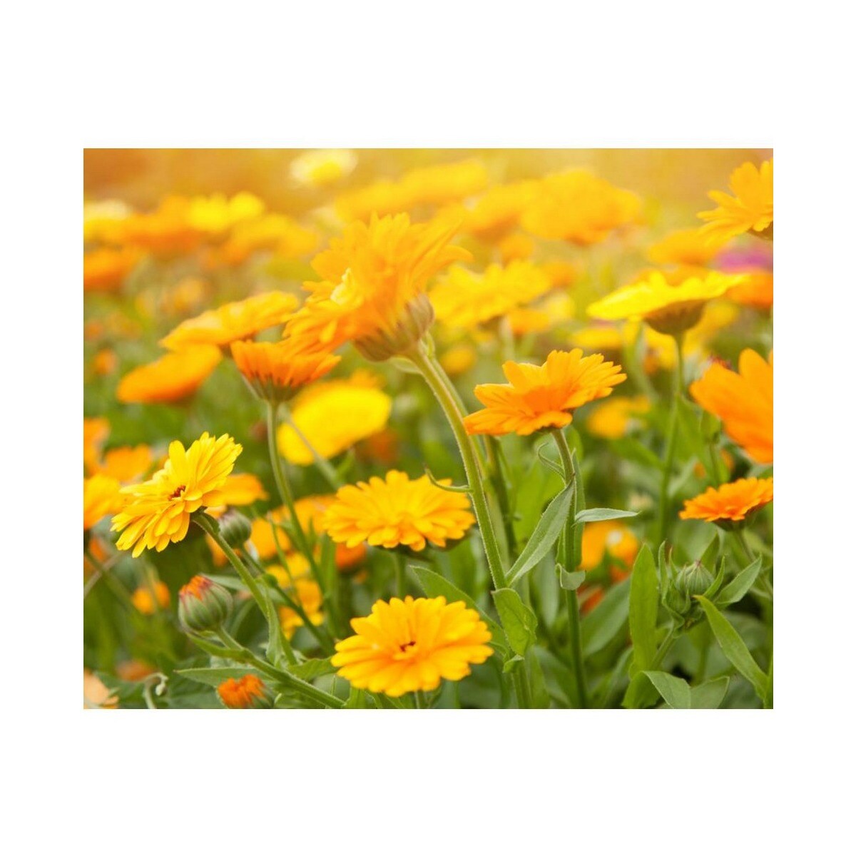 Calendula Herbal Extract Toner Alcohol Free 5