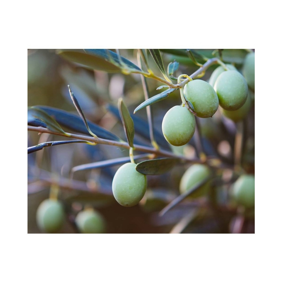 Nourishing Olive Fruit Oil Shampoo 7