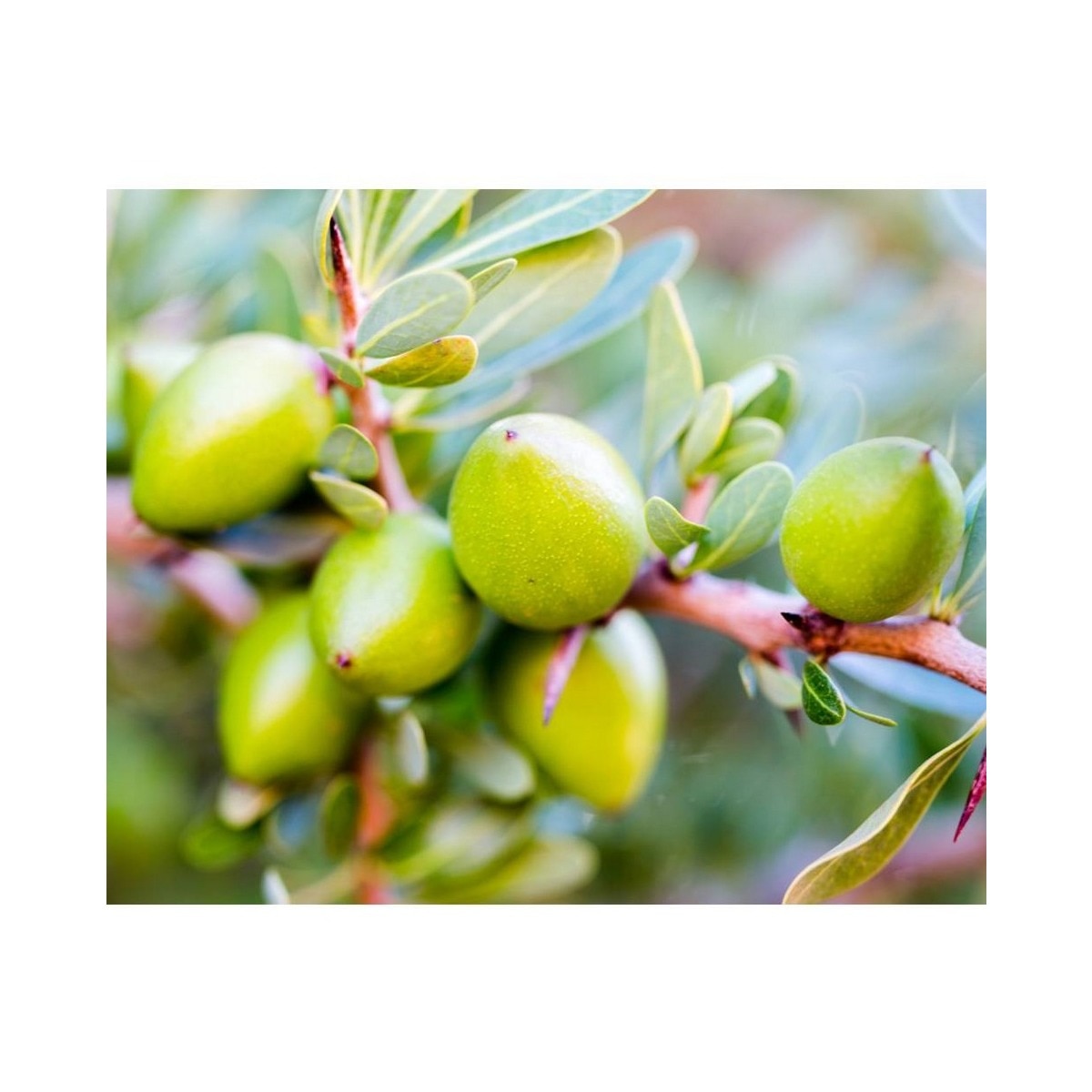 Smoothing Oil-Infused Leave-in Concentrate - 75 ml 4