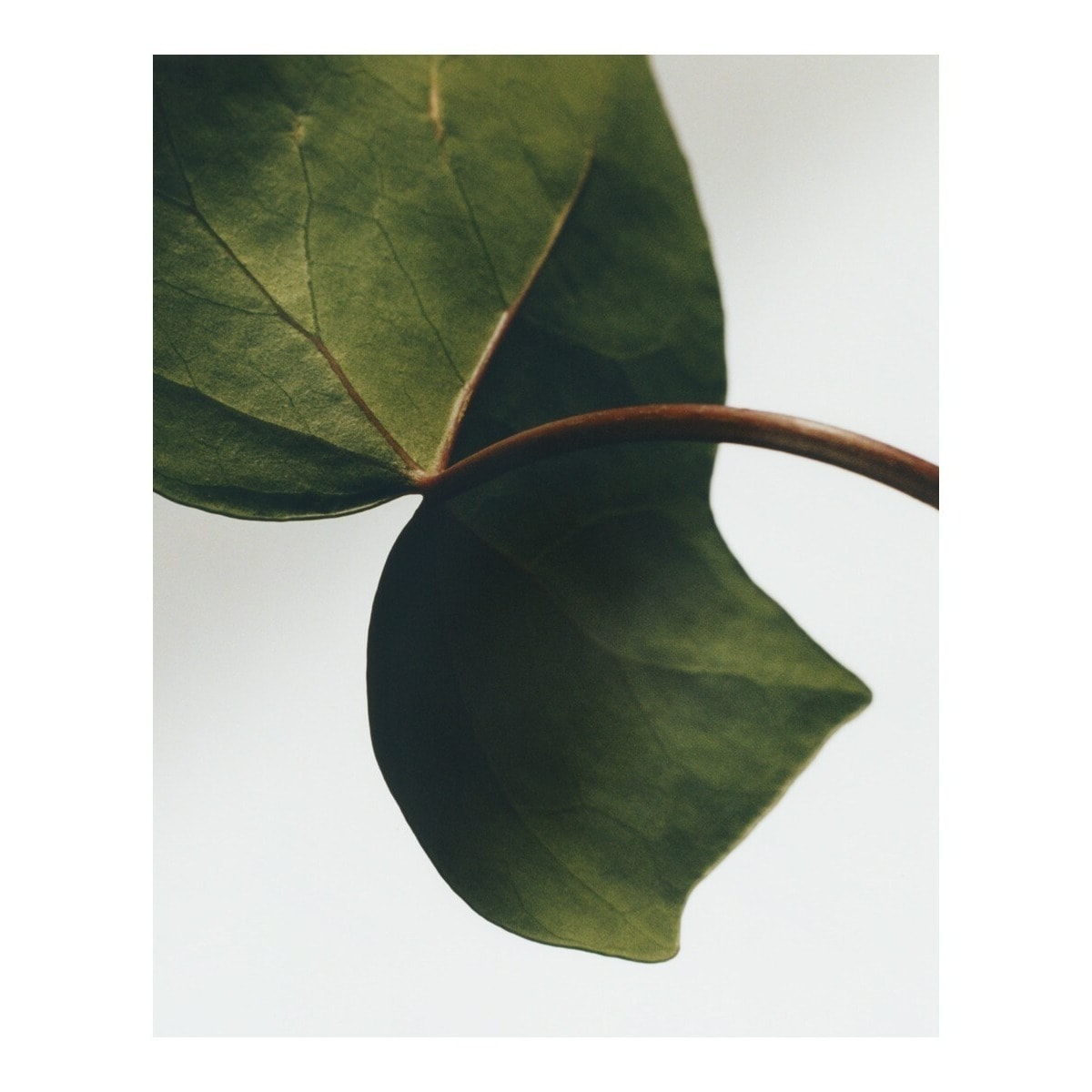 Sabonete Sólido Ivy - 290 g 4