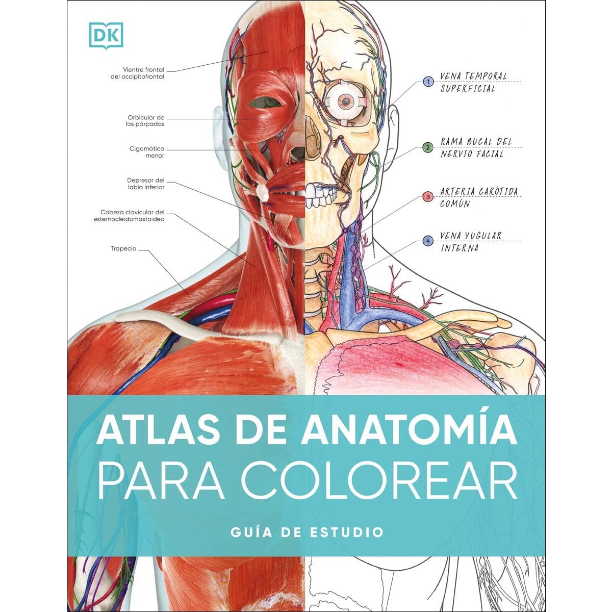 Atlas de anatomía para colorear: Guía de estudio (Capa mole) 1
