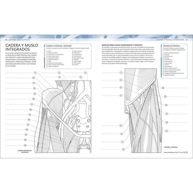 Atlas de anatomía para colorear: Guía de estudio (Capa mole) 5