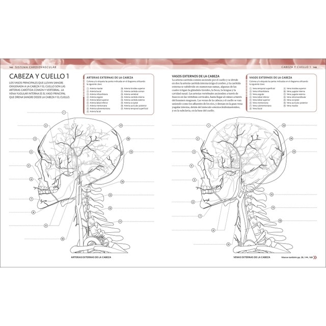 Atlas de anatomía para colorear: Guía de estudio (Capa mole) 6