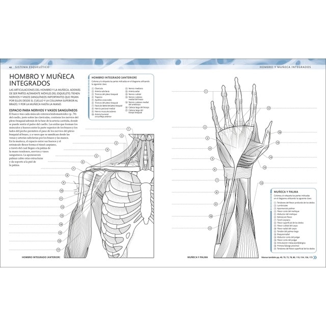 Atlas de anatomía para colorear: Guía de estudio (Capa mole) 7