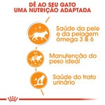 Ração para Cão Jack Russel Terrier Adulto embalagem 3 kg