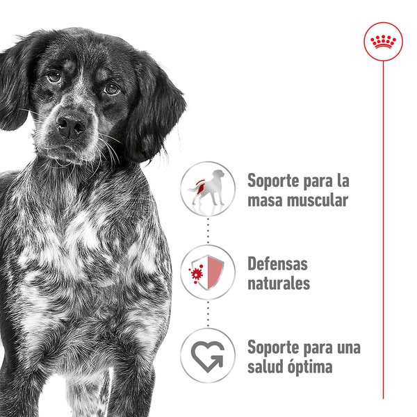 Medium pienso para perros adultos medianos saco 15 kg