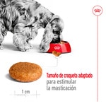 Medium pienso para perros adultos medianos saco 15 kg