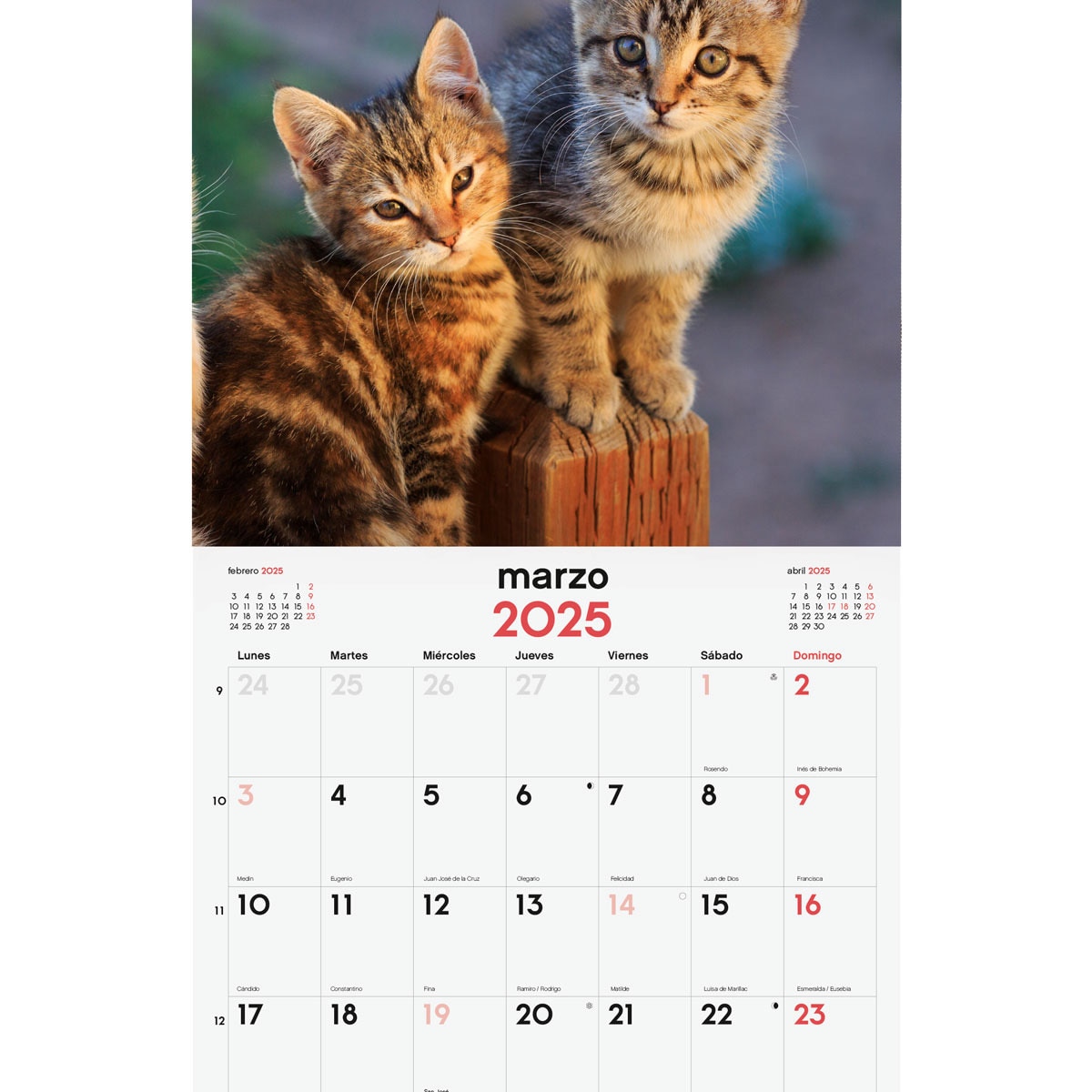 Calendario parede ano 2025 Imagens 300x300 mm Gatitos Finocam Multicolor-3