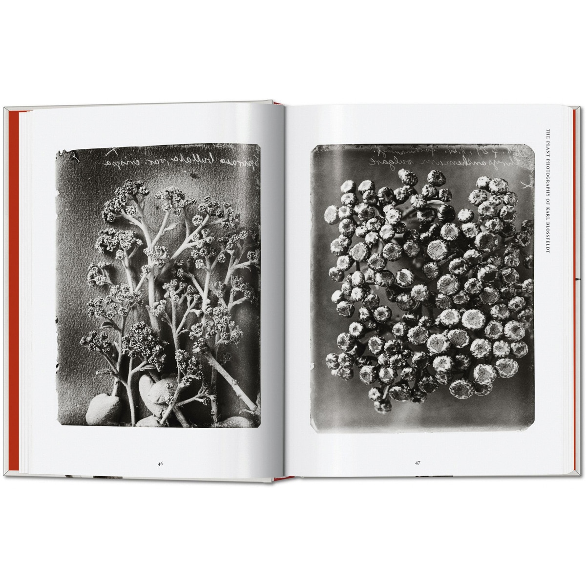Karl Blossfeldt. The Complete Published Work. 45th Ed. (Capa dura) 2
