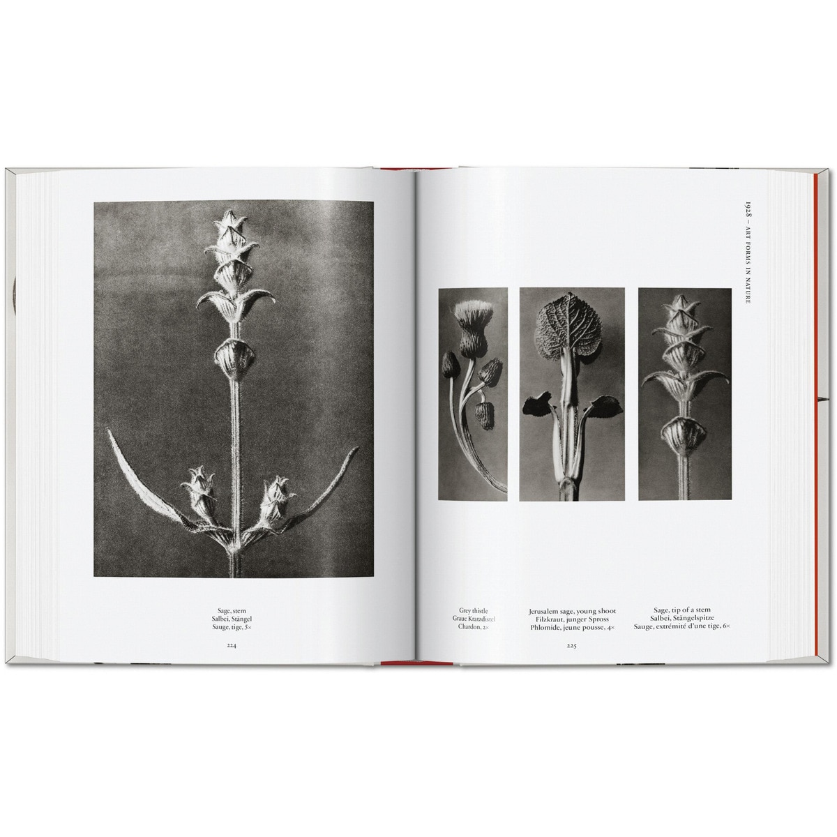 Karl Blossfeldt. The Complete Published Work. 45th Ed. (Capa dura) 7