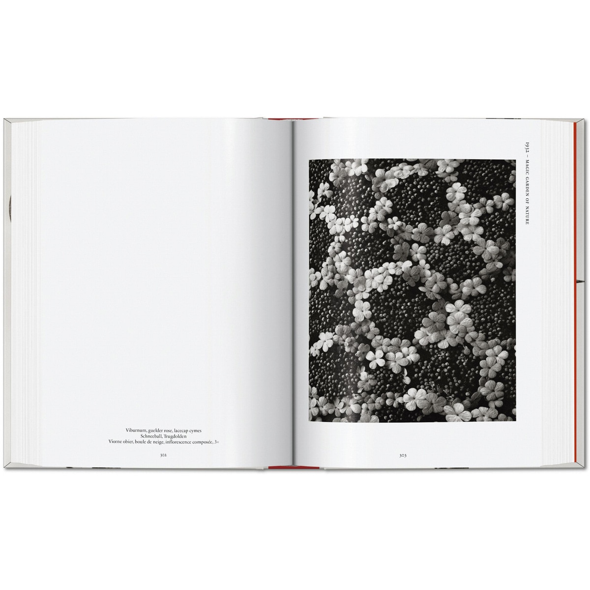 Karl Blossfeldt. The Complete Published Work. 45th Ed. (Capa dura) 5