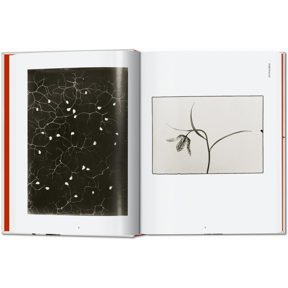 Karl Blossfeldt. The Complete Published Work. 45th Ed. (Capa dura) 13