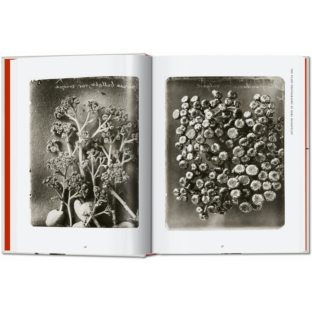 Karl Blossfeldt. The Complete Published Work. 45th Ed. (Capa dura) 8