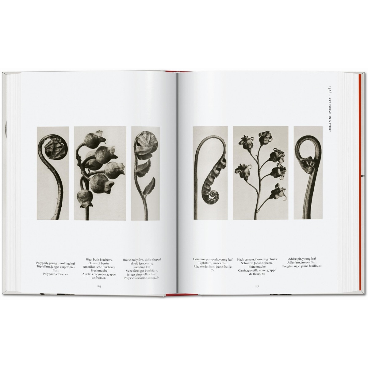 Karl Blossfeldt. The Complete Published Work. 45th Ed. (Capa dura) 14