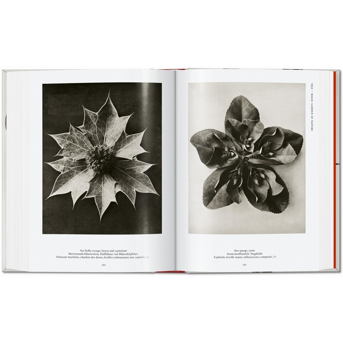 Karl Blossfeldt. The Complete Published Work. 45th Ed. (Capa dura) 9