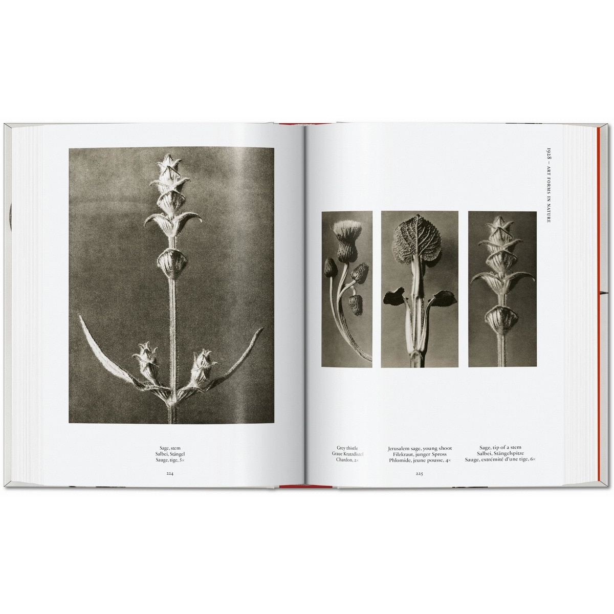 Karl Blossfeldt. The Complete Published Work. 45th Ed. (Capa dura) 10