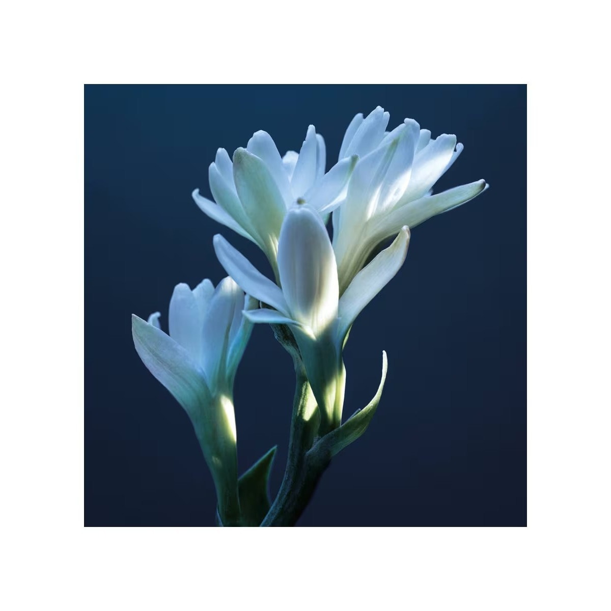 Atelier des Fleurs Nuit d'Oranger Eau de Parfum 4