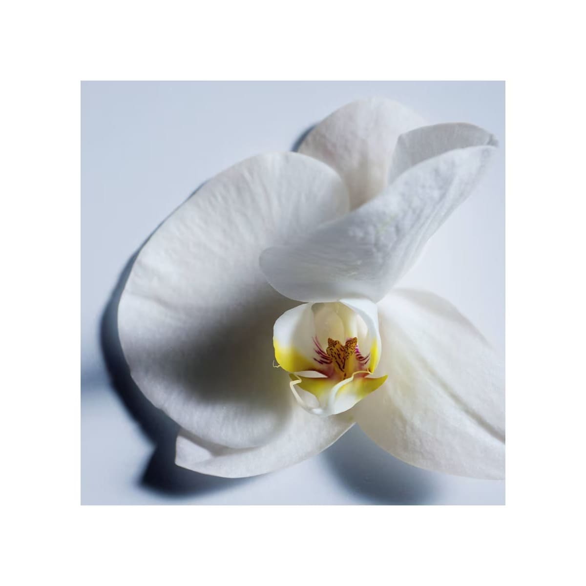 Atelier des Fleurs Nuit d'Oranger Eau de Parfum 3
