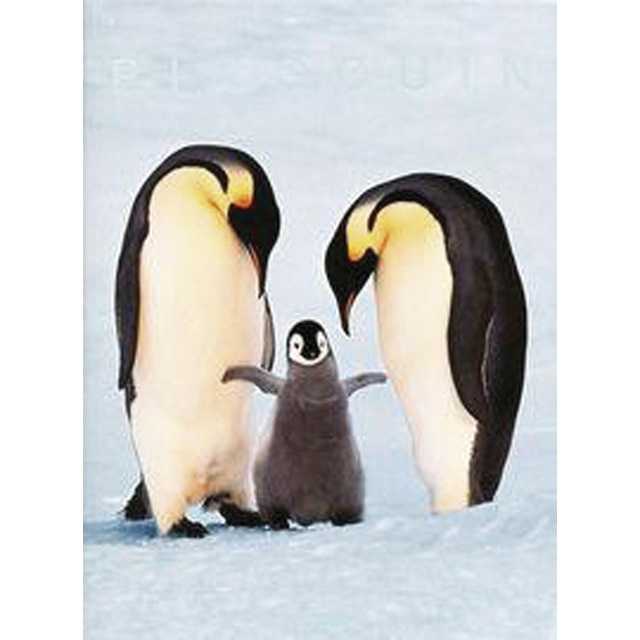25 lanting penguin 1