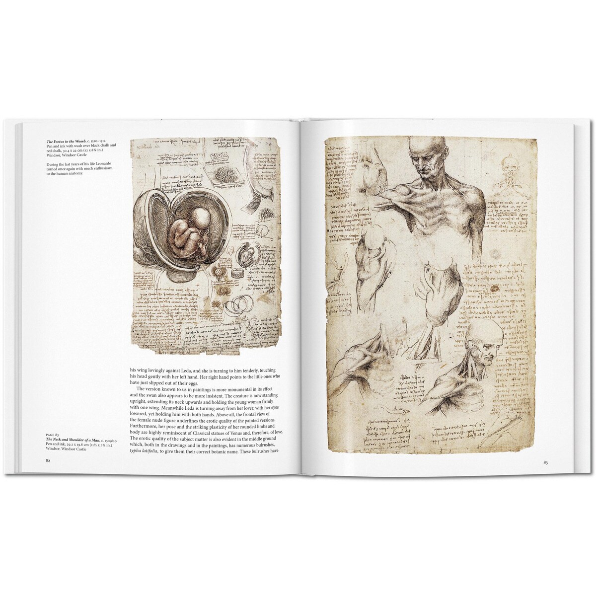 Leonardo (Capa dura) 4