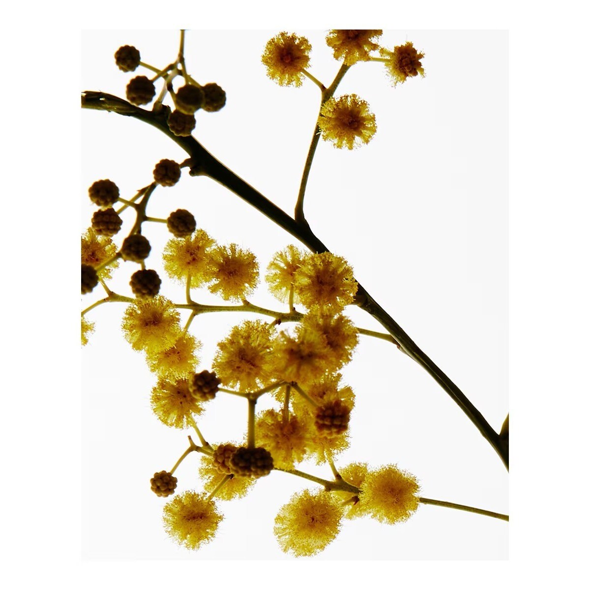 Vela Home Scents Textura Dendrochilum Magnum Orchid 3