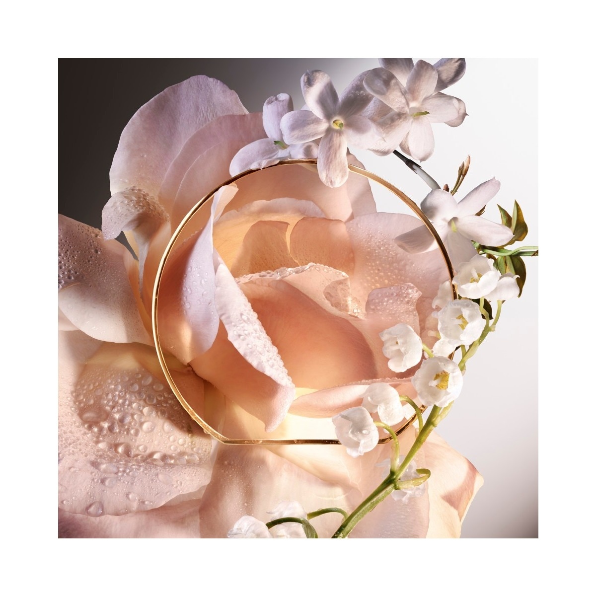 Rose Absolue Les Parfums Eau de Parfum 3